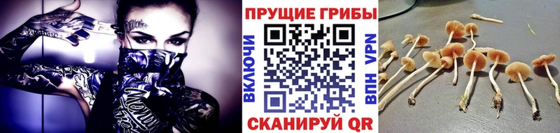 закладки  Мезень  блэк спрут ТОР  Галлюциногенные грибы Psilocybe 